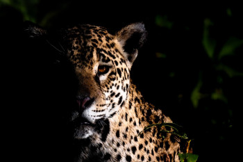 Fotoexpedice Pantanal, Brazílie